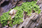 Preview: Micranthemum tweediei 'Monte Carlo' - Zwergperkraut 1-2-Grow!